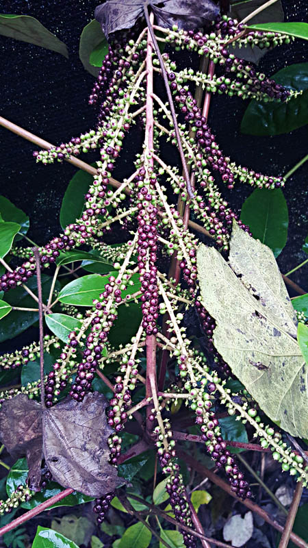 Jiangxi : la biodiversité de la ?Gentleman Valley?