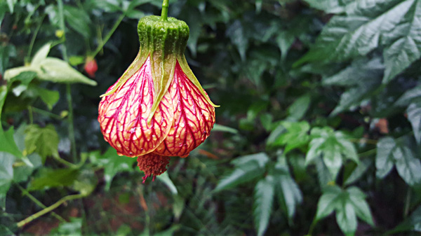 Jiangxi : la biodiversité de la ?Gentleman Valley?