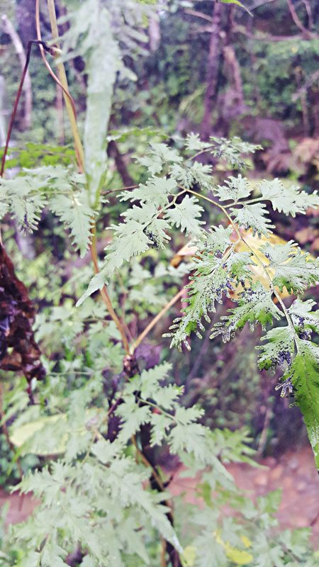 Jiangxi : la biodiversité de la ?Gentleman Valley?