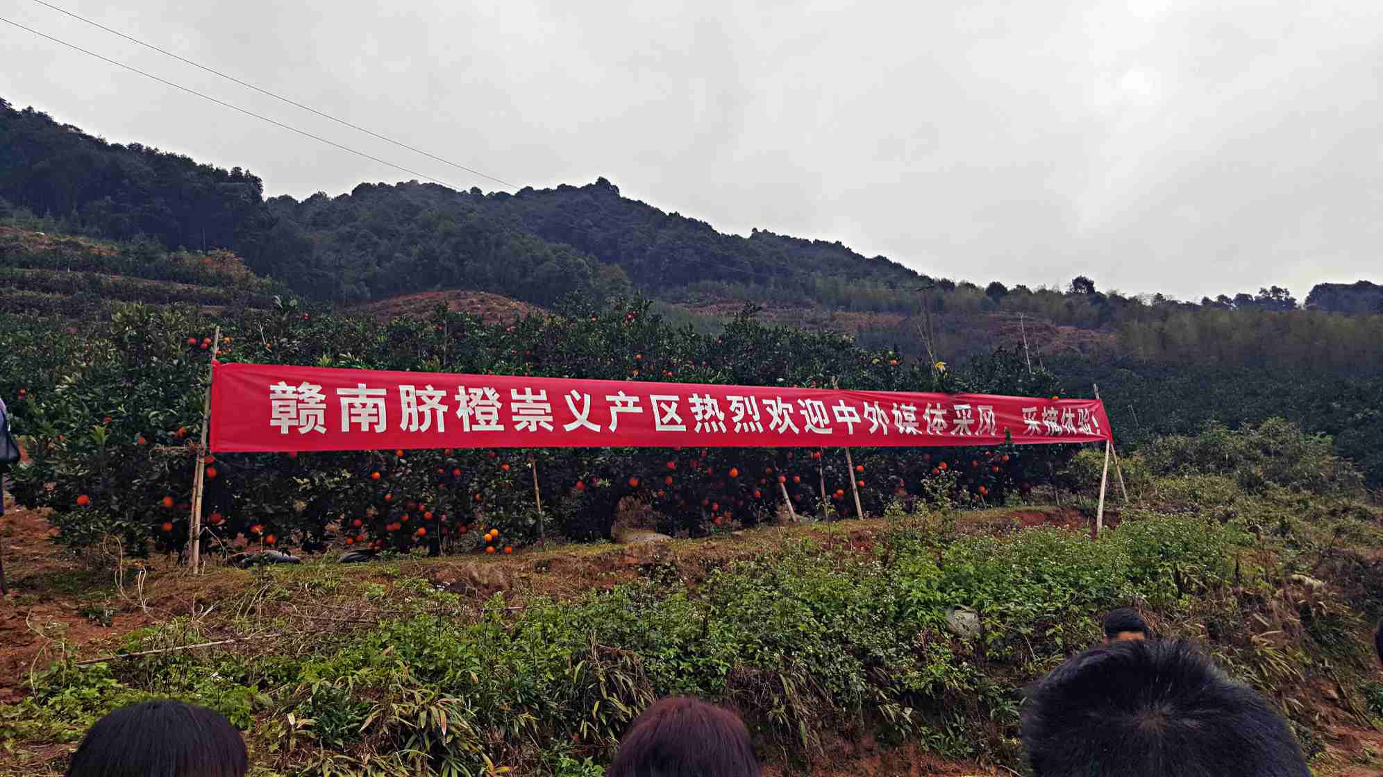 Découvrez les oranges de Ganzhou : une des spécialités du Jiangxi 