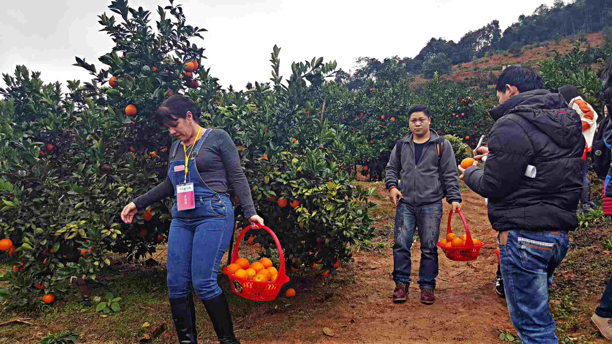 Découvrez les oranges de Ganzhou : une des spécialités du Jiangxi 