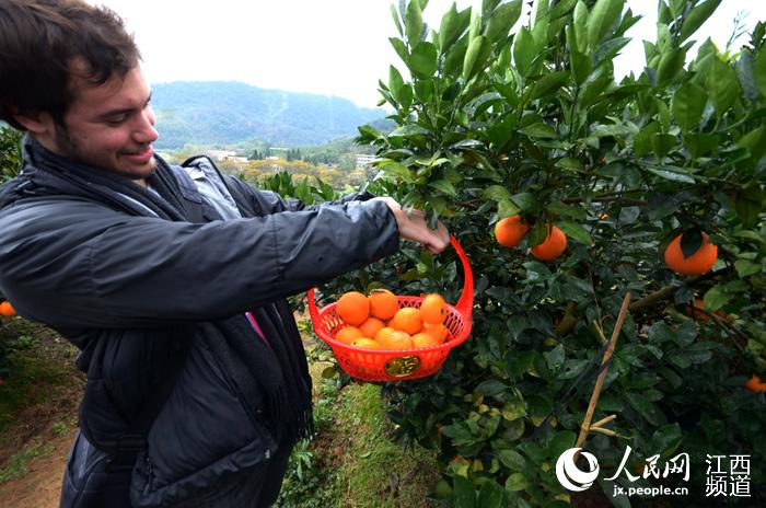 Découvrez les oranges de Ganzhou : une des spécialités du Jiangxi 