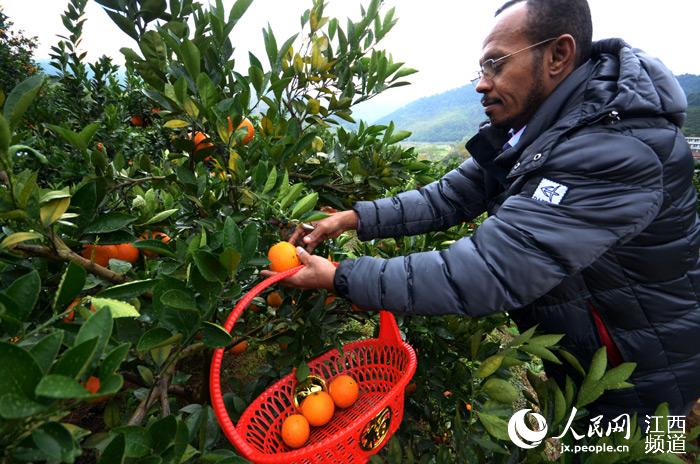 Découvrez les oranges de Ganzhou : une des spécialités du Jiangxi 