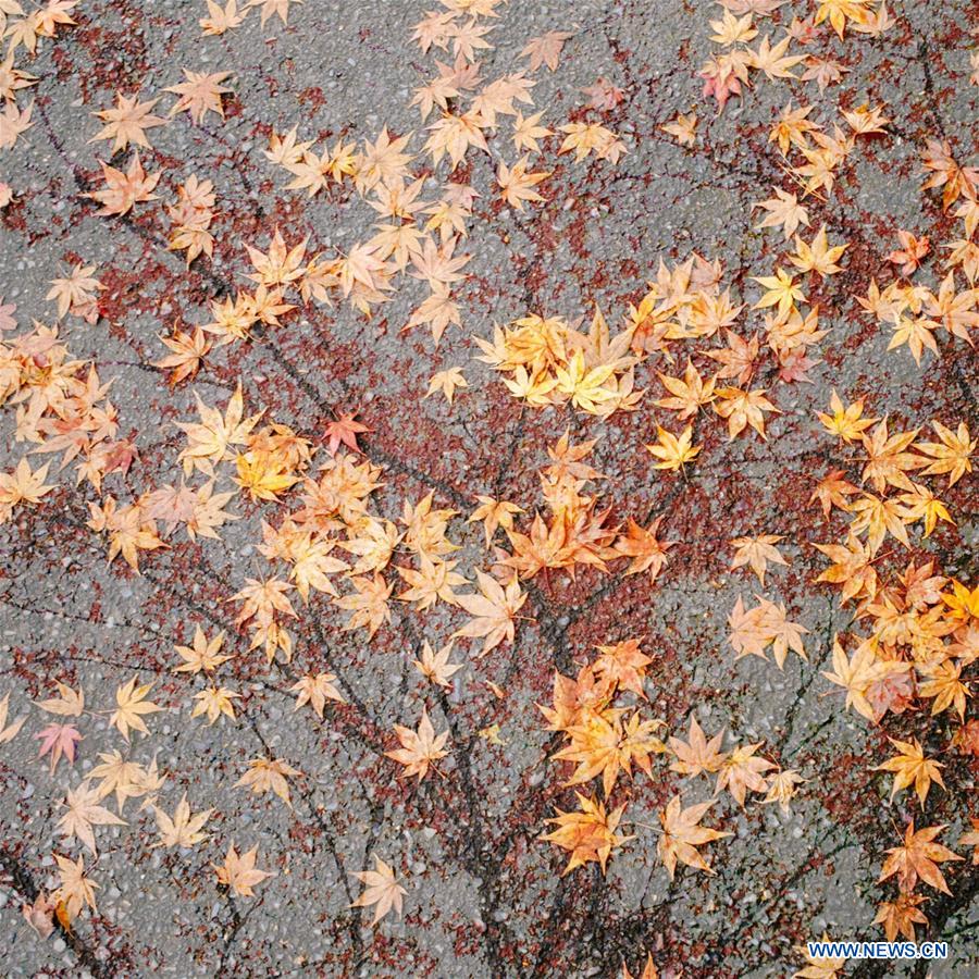 Japon: des feuilles d'érable à Kyoto