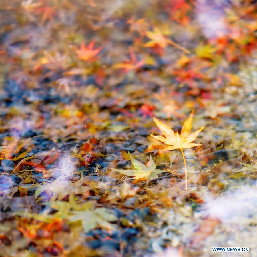 Japon: des feuilles d'érable à Kyoto