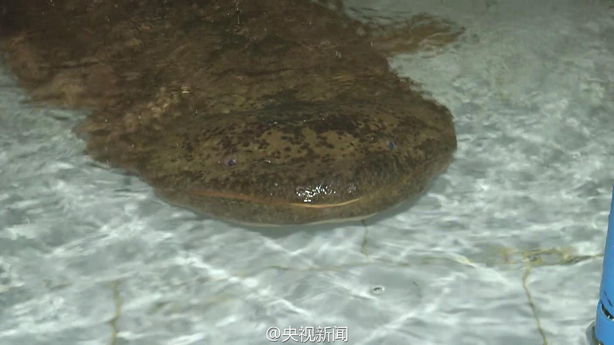 Une salamandre géante possible de 200 ans découverte en Chine