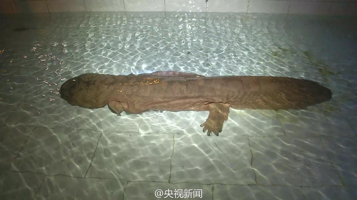 Une salamandre géante possible de 200 ans découverte en Chine