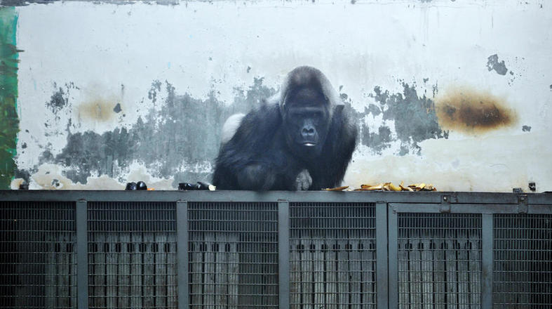 Zoo en hiver : du chauffage pour nos amis les bêtes