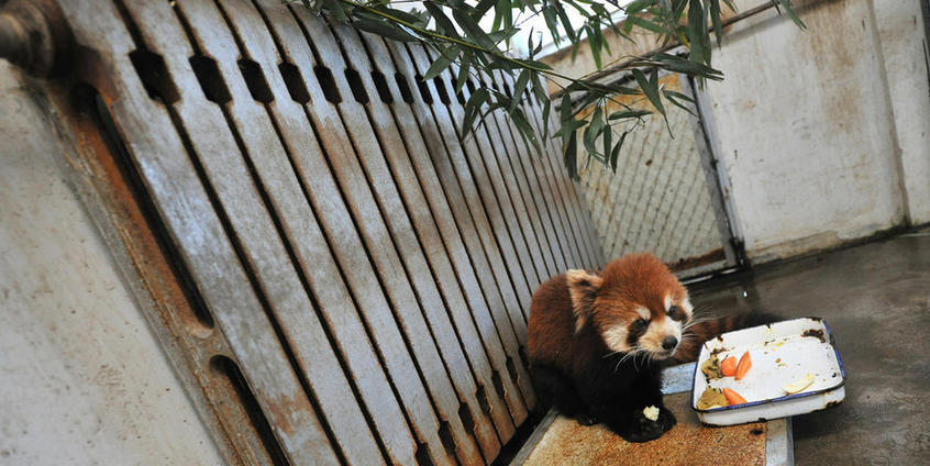 Zoo en hiver : du chauffage pour nos amis les bêtes