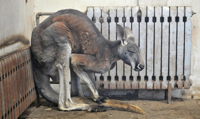 Zoo en hiver : du chauffage pour nos amis les bêtes