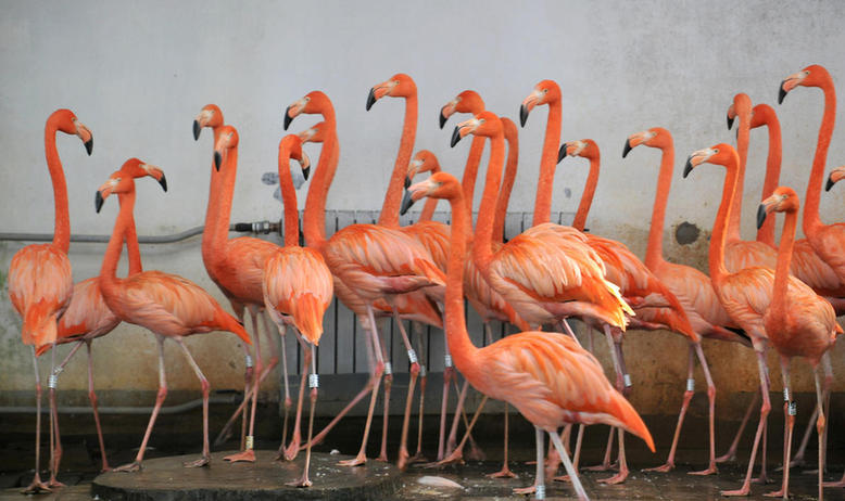 Zoo en hiver : du chauffage pour nos amis les bêtes