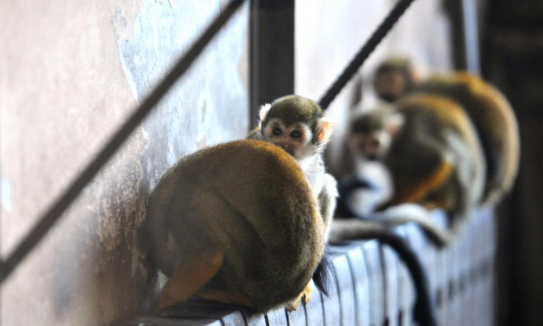 Zoo en hiver : du chauffage pour nos amis les bêtes