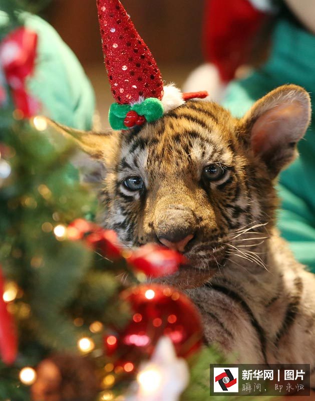 Galerie photos : des animaux déguisés en père No?l