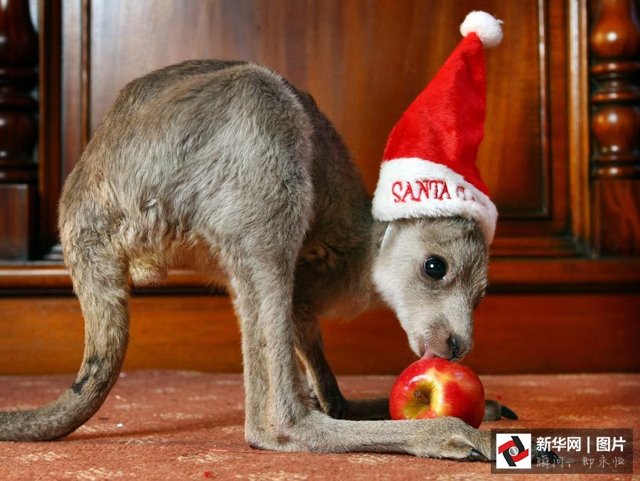 Galerie photos : des animaux déguisés en père No?l