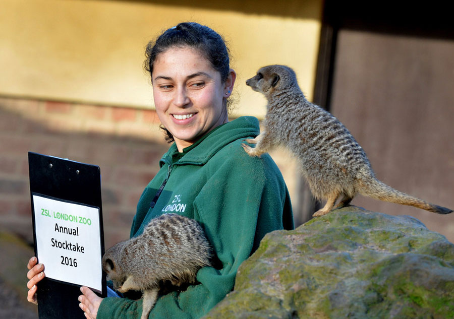 Recensement pour les animaux du Zoo de Londres