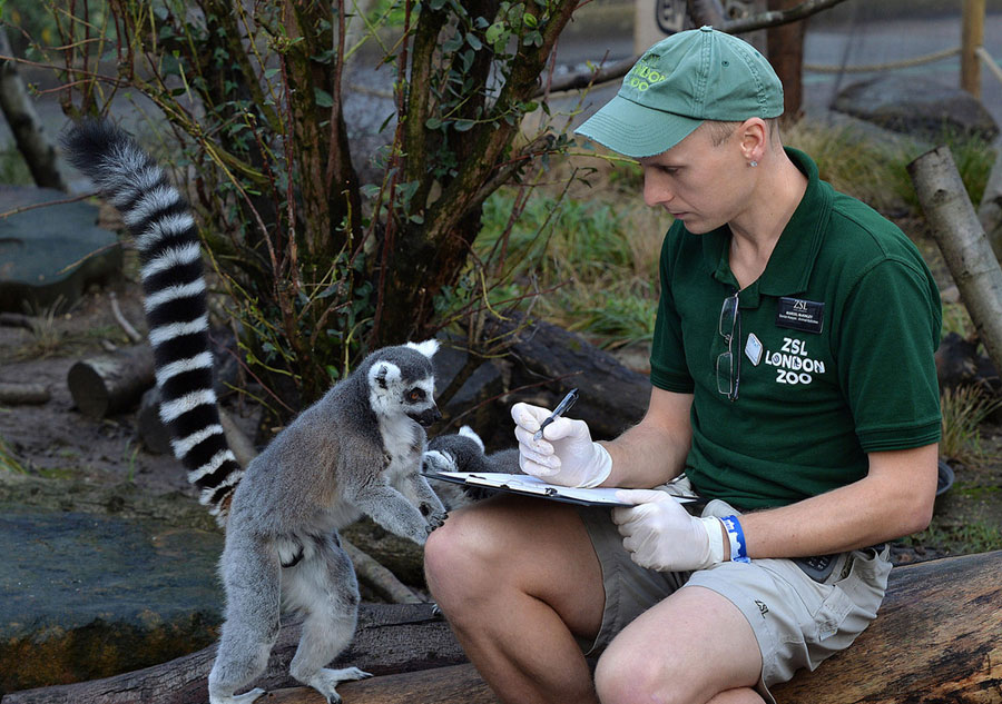 Recensement pour les animaux du Zoo de Londres