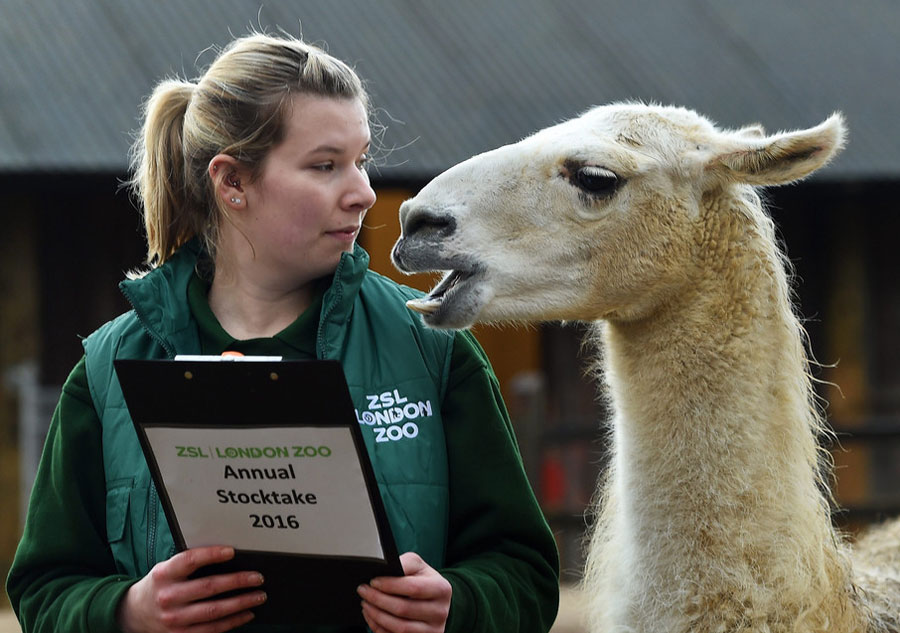 Recensement pour les animaux du Zoo de Londres