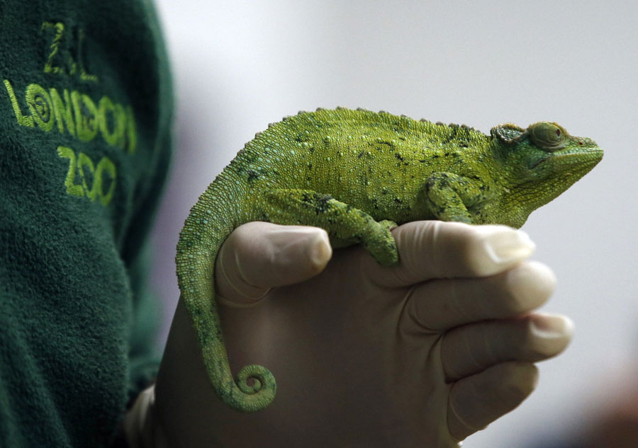 Recensement pour les animaux du Zoo de Londres