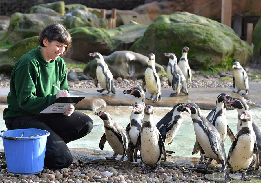 Recensement pour les animaux du Zoo de Londres