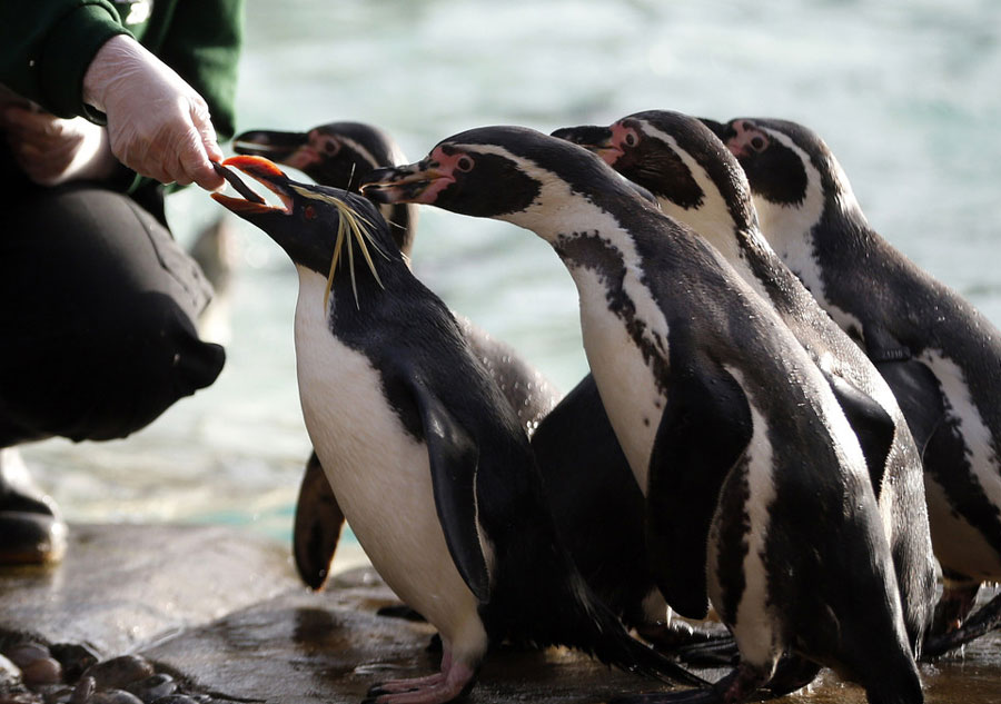 Recensement pour les animaux du Zoo de Londres