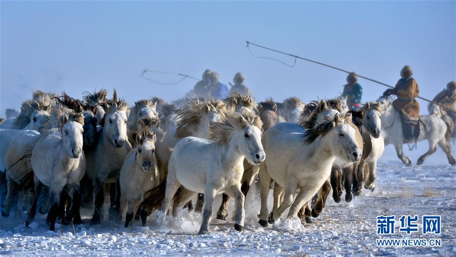 Chine : spectaculaires photos des gardiens de troupeaux mongols galopant dans la neige