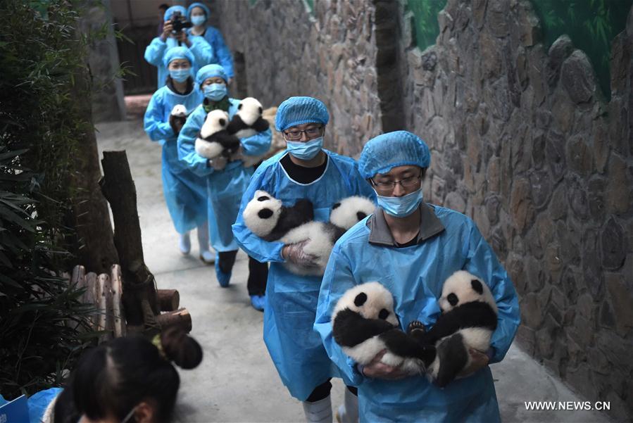 422 pandas géants vivent en captivité en Chine