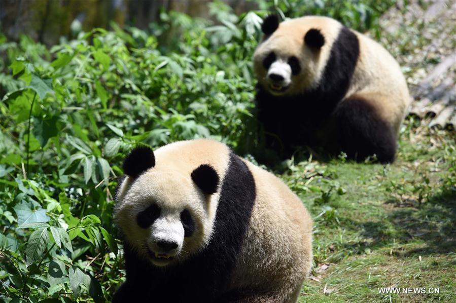 422 pandas géants vivent en captivité en Chine