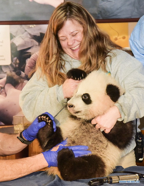 Etats-Unis: le panda 