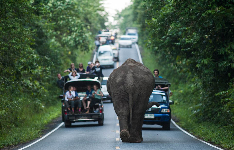 Un éléphant bloque la circulation pendant une heure sur une route de Tha?lande