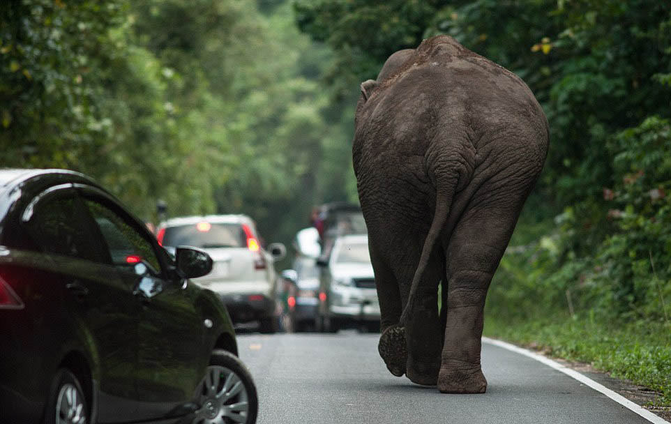 Un éléphant bloque la circulation pendant une heure sur une route de Tha?lande