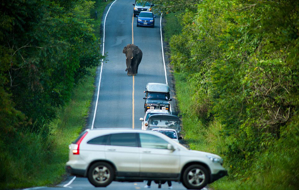 Un éléphant bloque la circulation pendant une heure sur une route de Tha?lande