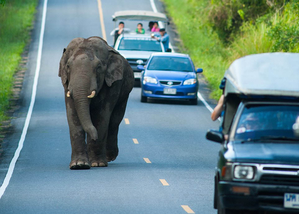 Un éléphant bloque la circulation pendant une heure sur une route de Tha?lande