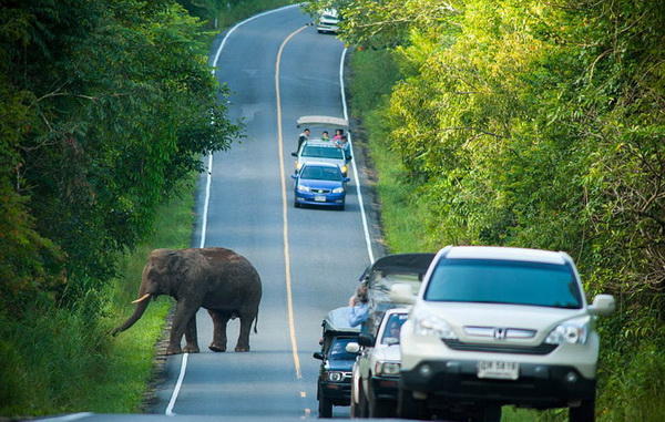 Un éléphant bloque la circulation pendant une heure sur une route de Tha?lande