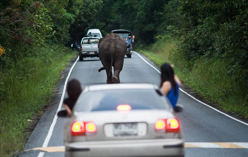 Un éléphant bloque la circulation pendant une heure sur une route de Tha?lande