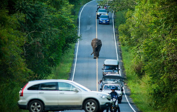 Un éléphant bloque la circulation pendant une heure sur une route de Tha?lande