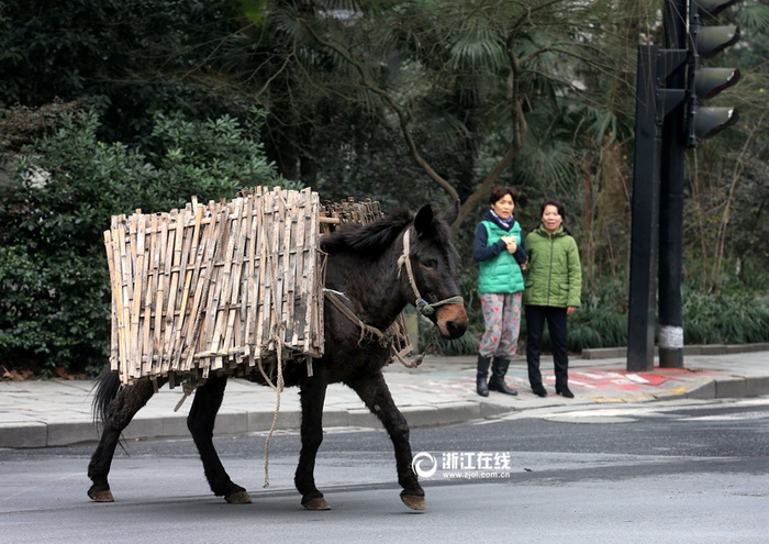 Une mule en fuite sème la zizanie dans les rues de Hangzhou