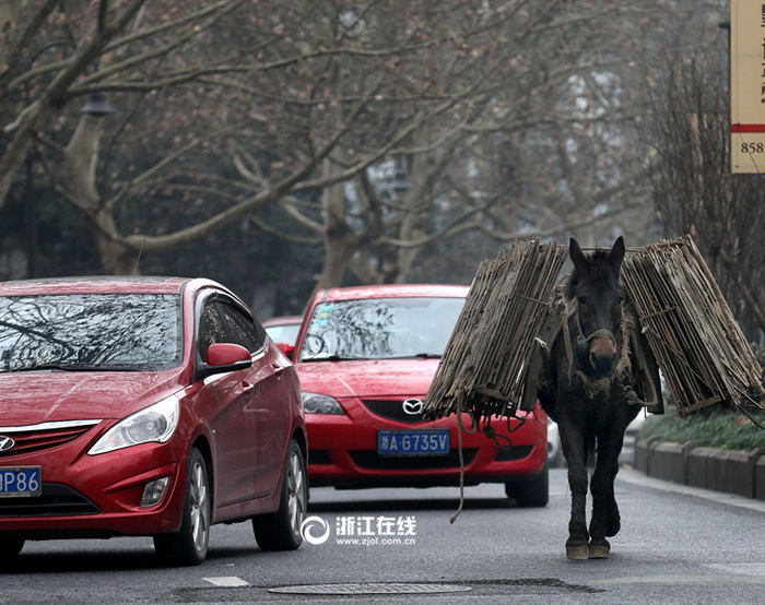 Une mule en fuite sème la zizanie dans les rues de Hangzhou