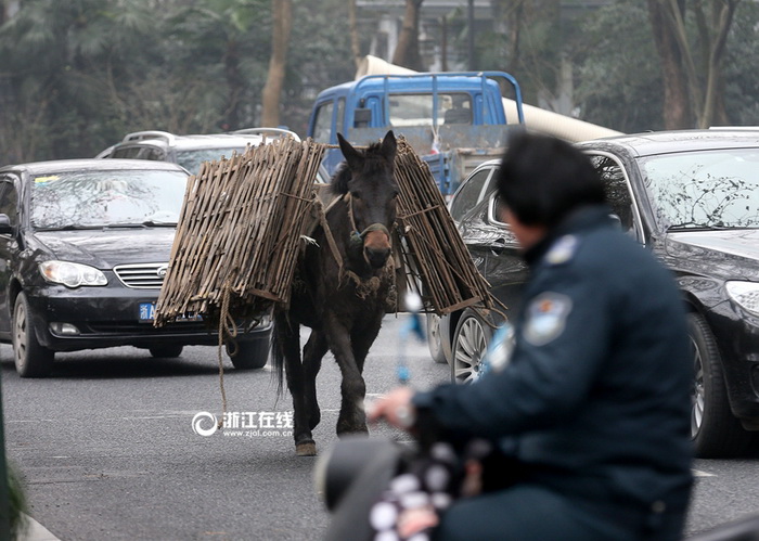 Une mule en fuite sème la zizanie dans les rues de Hangzhou