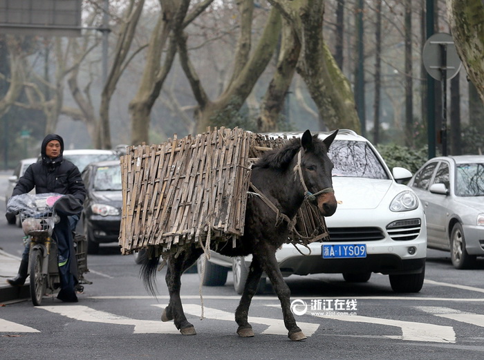 Une mule en fuite sème la zizanie dans les rues de Hangzhou