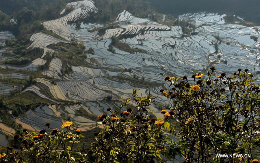 Paysage culturel des rizières en terrasse des Hani de Honghe 