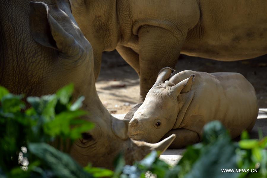 Ces bébés animaux qui vous feront craquer