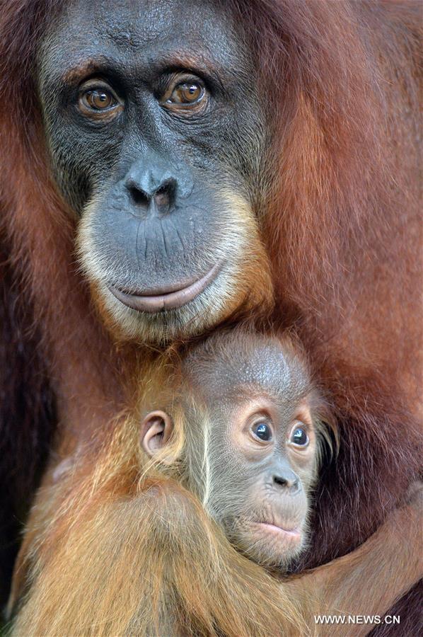 Ces bébés animaux qui vous feront craquer