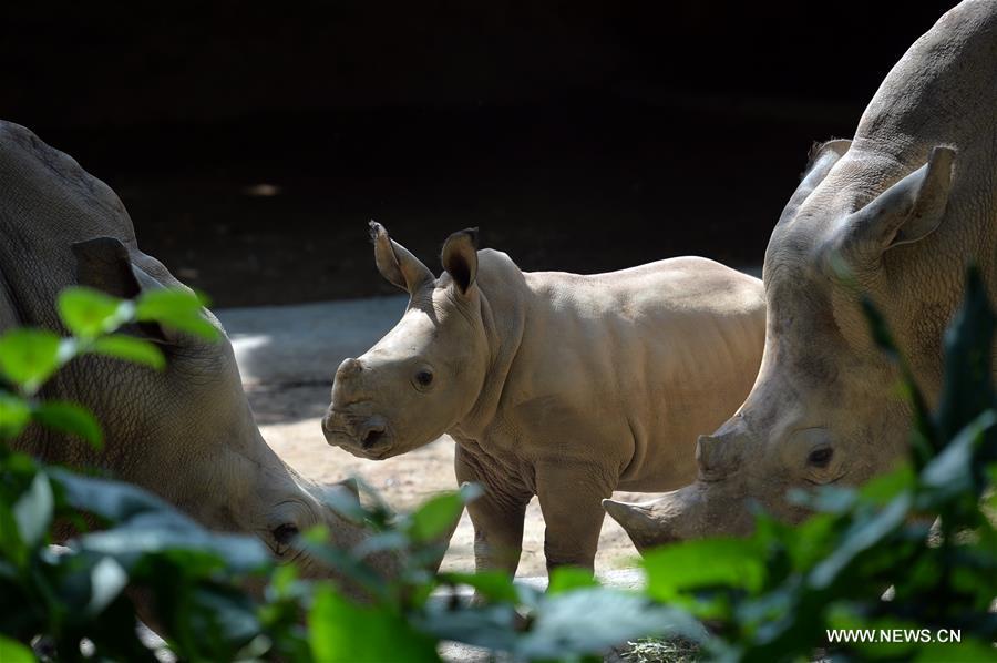 Ces bébés animaux qui vous feront craquer