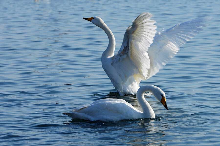 Yandunjiao, le paradis des cygnes chanteurs