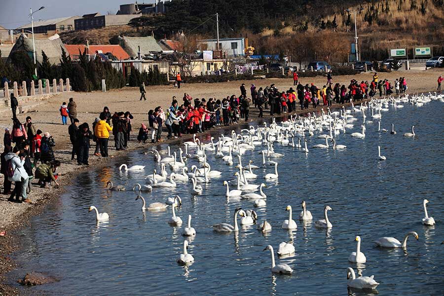 Yandunjiao, le paradis des cygnes chanteurs