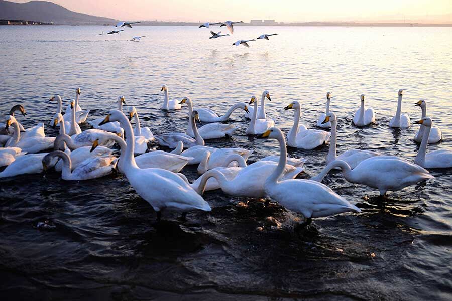 Yandunjiao, le paradis des cygnes chanteurs