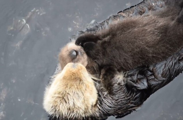 Emouvante scène d'une loutre de mer avec son bébé