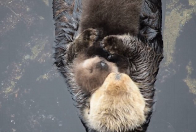 Emouvante scène d'une loutre de mer avec son bébé