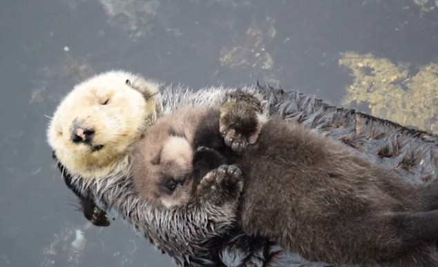 Emouvante scène d'une loutre de mer avec son bébé