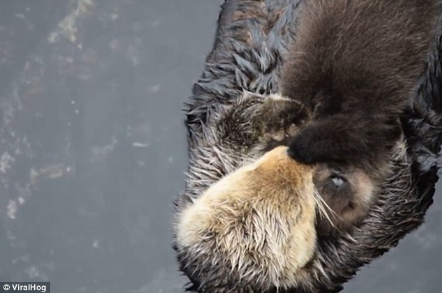 Emouvante scène d'une loutre de mer avec son bébé